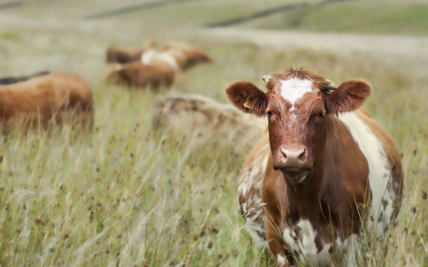 Ящур погостював у Китаї і перебрався в забайкальські стійла Ящур погостював у Китаї і перебрався в забайкальські стійла