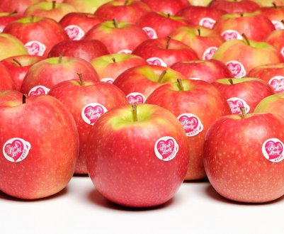 Сорт яблук Пінк Леді: ботанічний опис і умови для вирощування