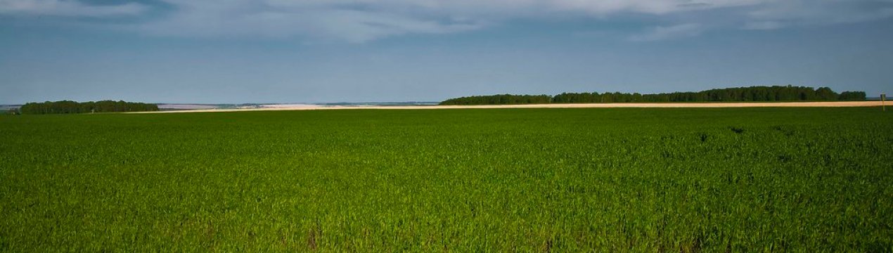 В Євросоюзі прогнозується високий урожай пшениці