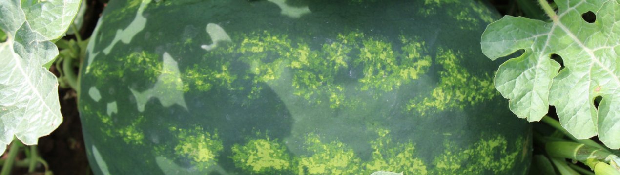 Опис і характеристика сорти кавуна Отаман