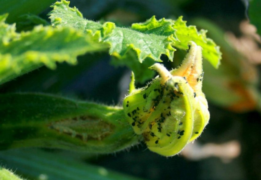 Баштанна попелиця Баштанна попелиця