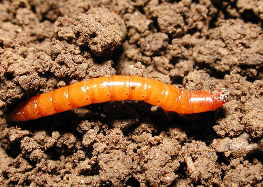 Дротянка Дротянка