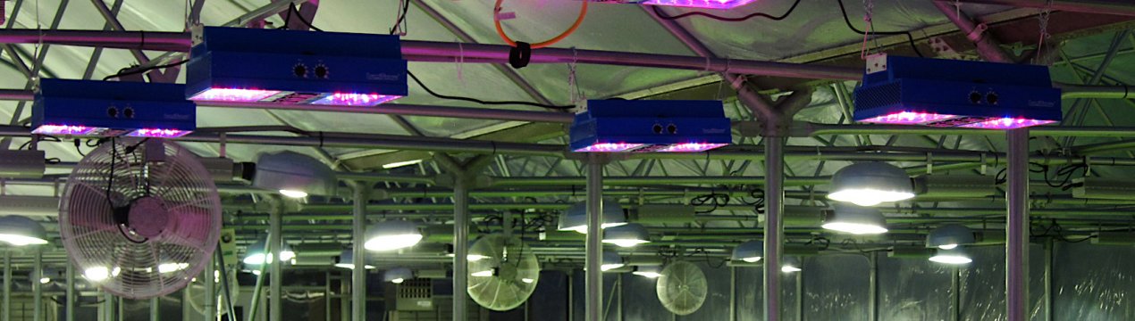 Здатний ультрафіолетове світло замінити фунгіцидні препарати при вирощуванні полуниці?