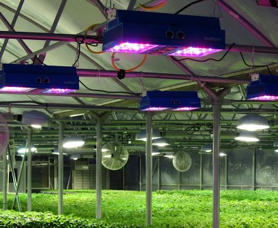 Здатний ультрафіолетове світло замінити фунгіцидні препарати при вирощуванні полуниці?