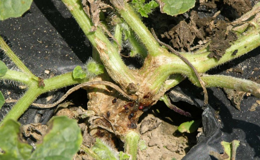 Коренева гниль кавуна Коренева гниль кавуна