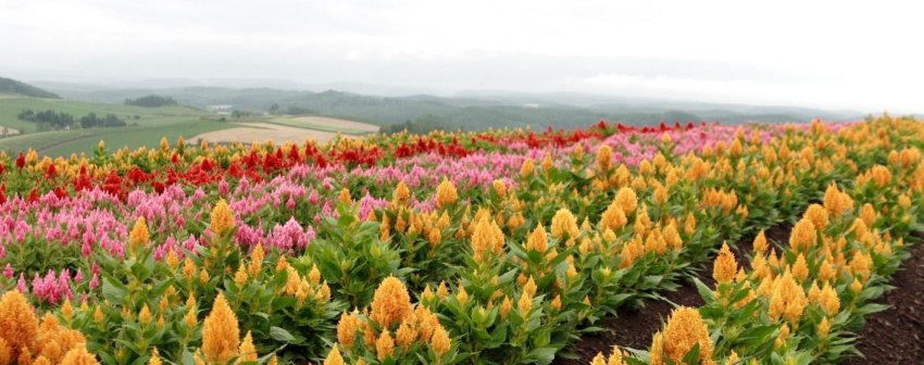 В Канзасі виявлено палмерский амарант зі стійкістю до гербіцидів