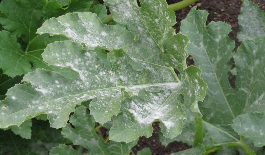 Борошниста роса на листі кавуна Борошниста роса на листі кавуна