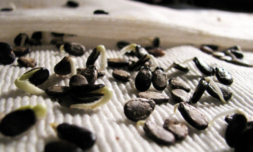 Насіння кавуна Насіння кавуна