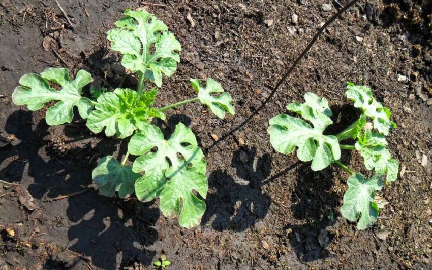 Розсада арбузов у відкритому грунті Розсада арбузов у відкритому грунті