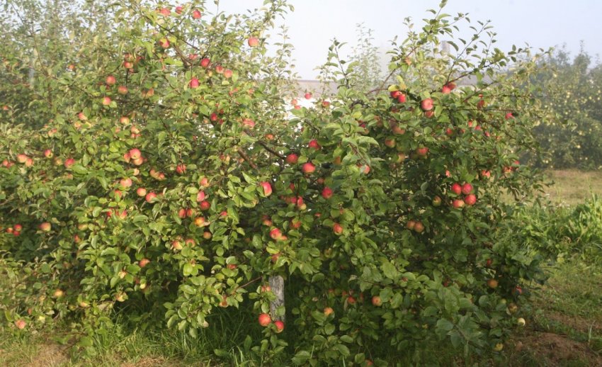 Яблуня Юний натураліст Яблуня Юний натураліст