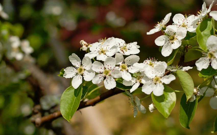 Цвітіння груші