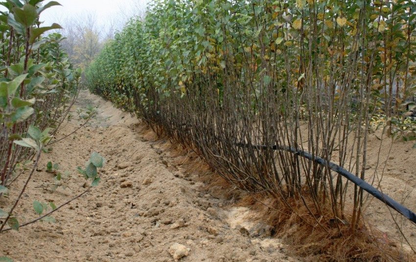 Саджанці груші