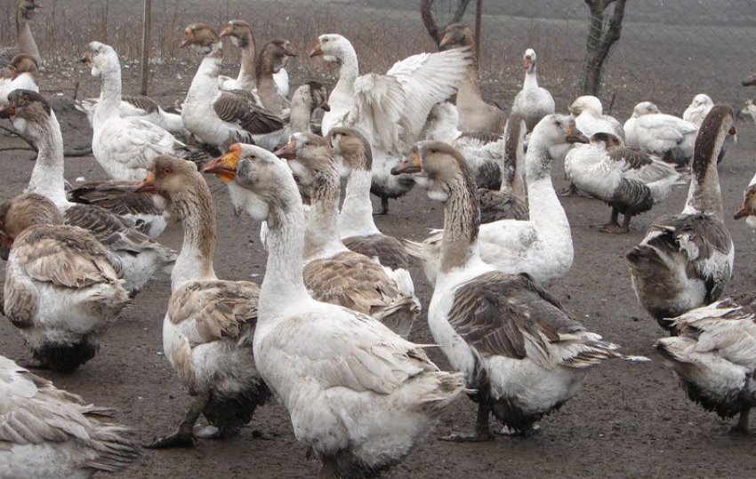 Холмогорський гуси