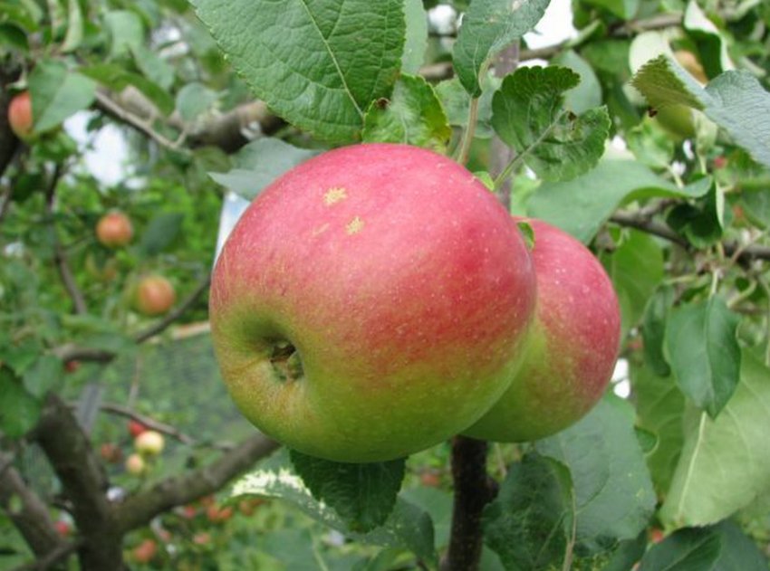 Яблуня Юний натураліст Яблуня Юний натураліст