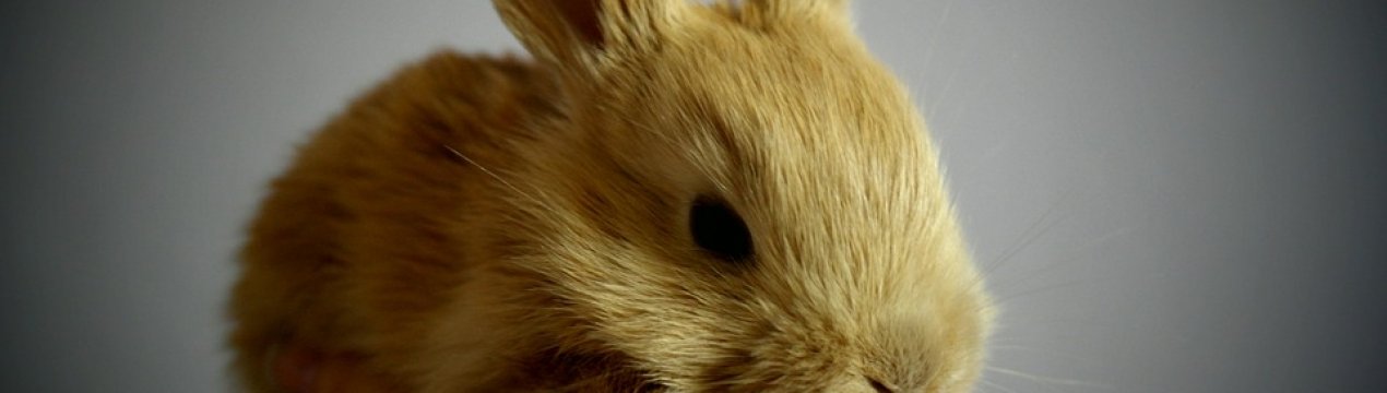 Фермери Черкаської області відроджують українське кролівництво