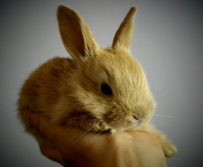 Фермери Черкаської області відроджують українське кролівництво