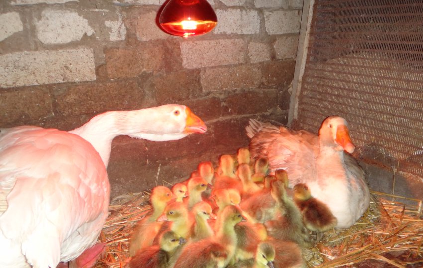 Холмогорський гуси