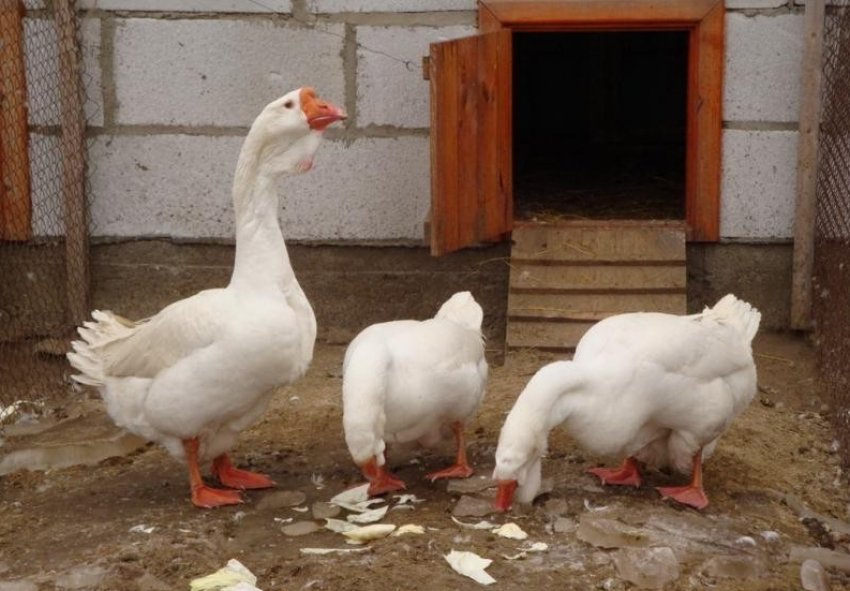 Холмогорський гуси