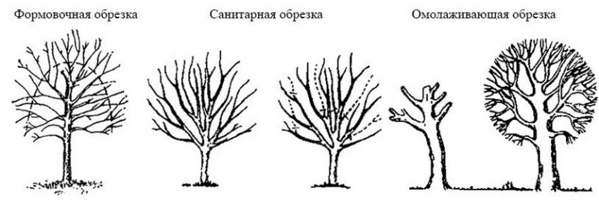 Види обрізки Види обрізки