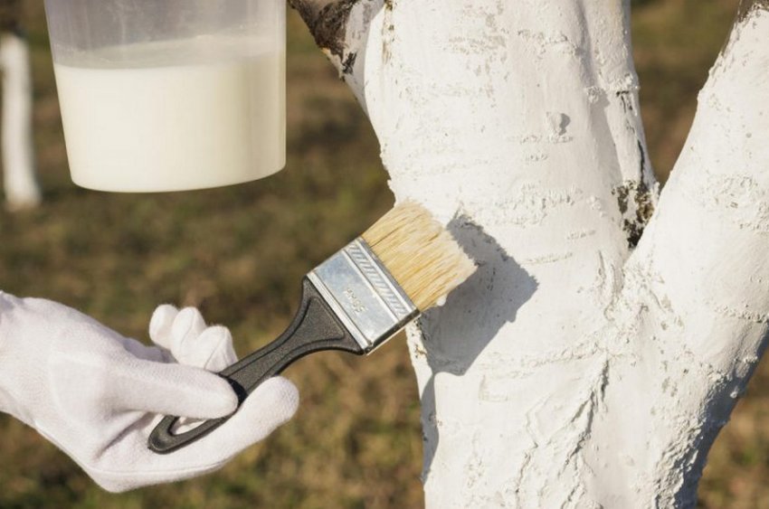 Побілка стовбура яблуні Побілка стовбура яблуні
