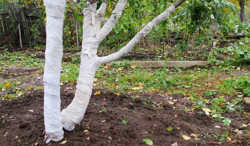 Утеплення кори яблуні Утеплення кори яблуні