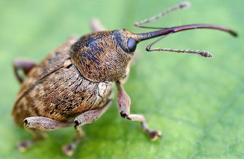 Квіткоїд Квіткоїд