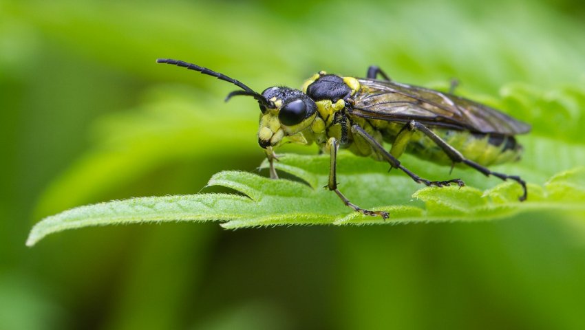Плодовий пильщик Плодовий пильщик