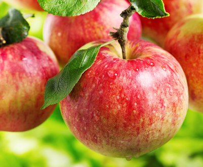 Докладна характеристика та особливості вирощування яблуні Первоуральская