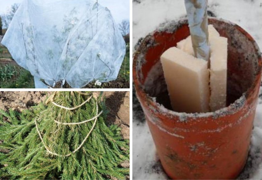 Підготовка яблуні до зимівлі Підготовка яблуні до зимівлі