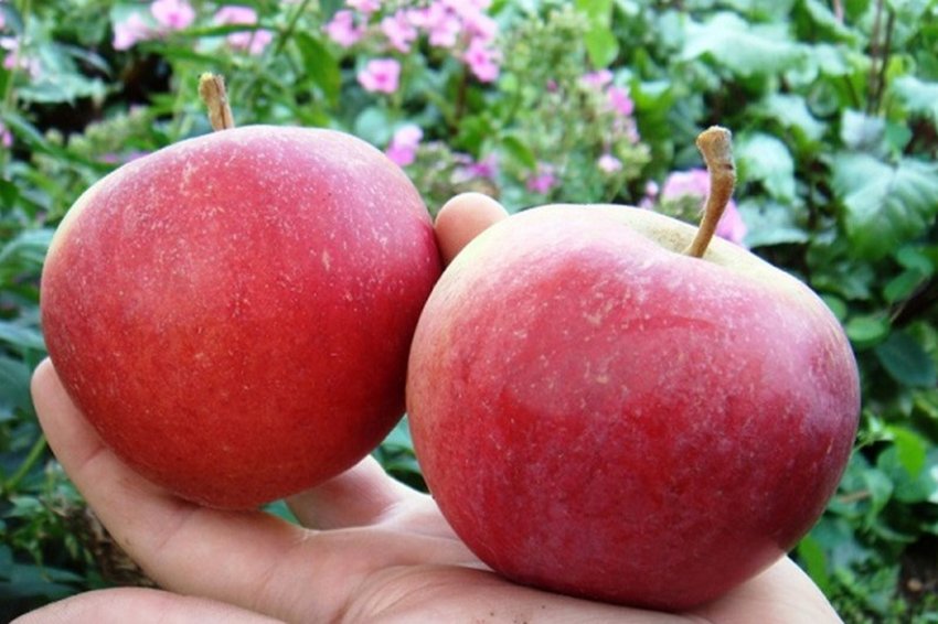 Яблуня Первоуральская