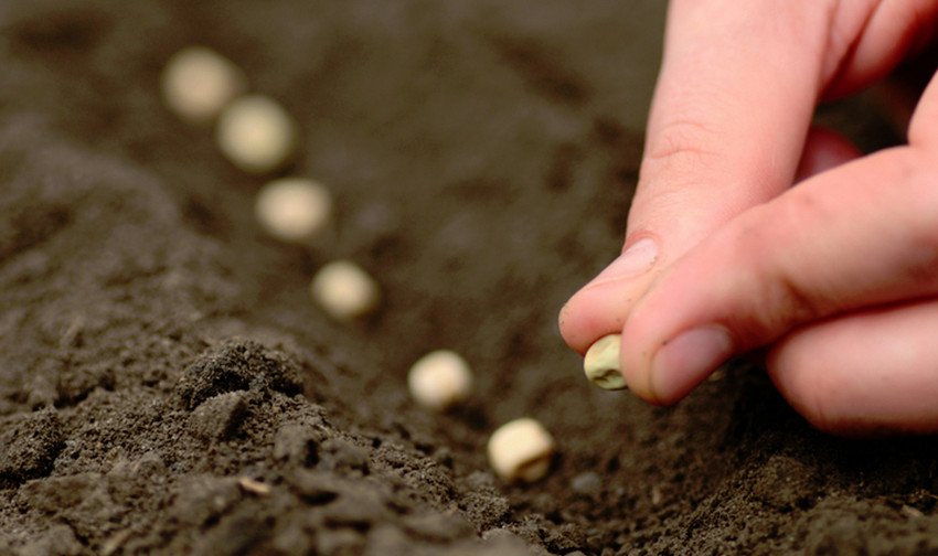 Посів насіння гороху