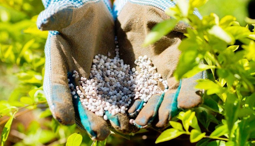 Підживлення рослин