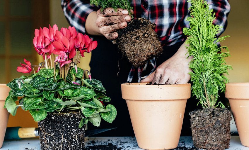 Пересадка кімнатних квітів