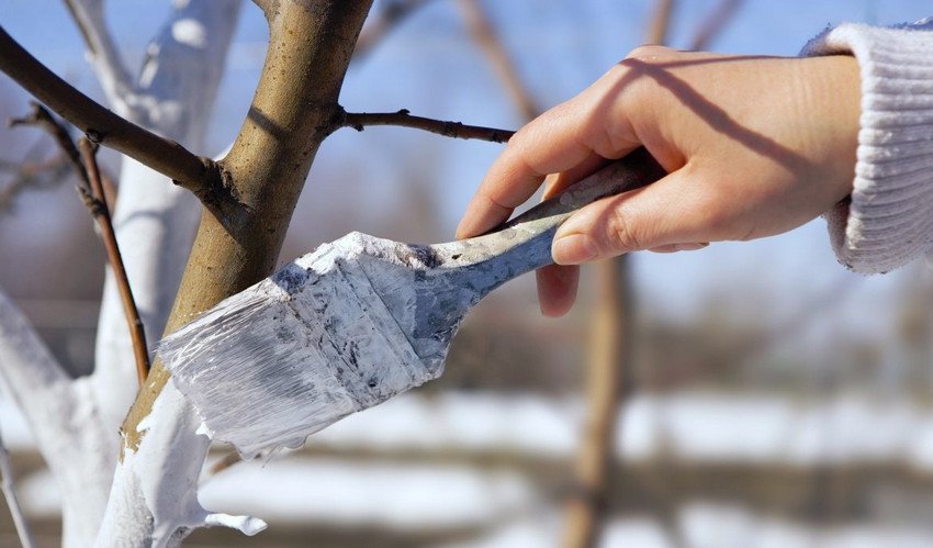 Побілка дерев