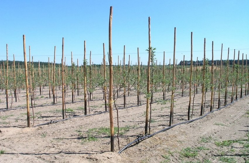 Крапельний полив