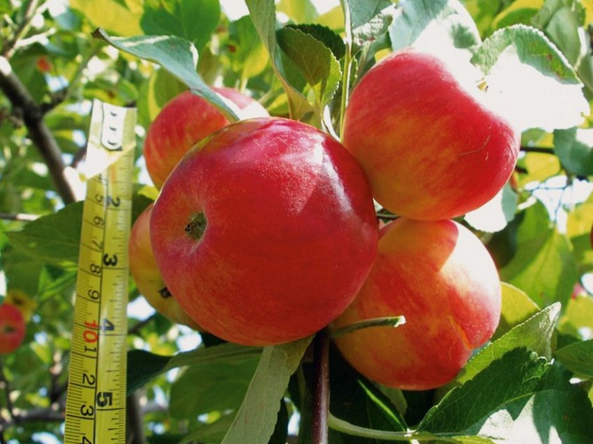 Яблуня Первоуральская