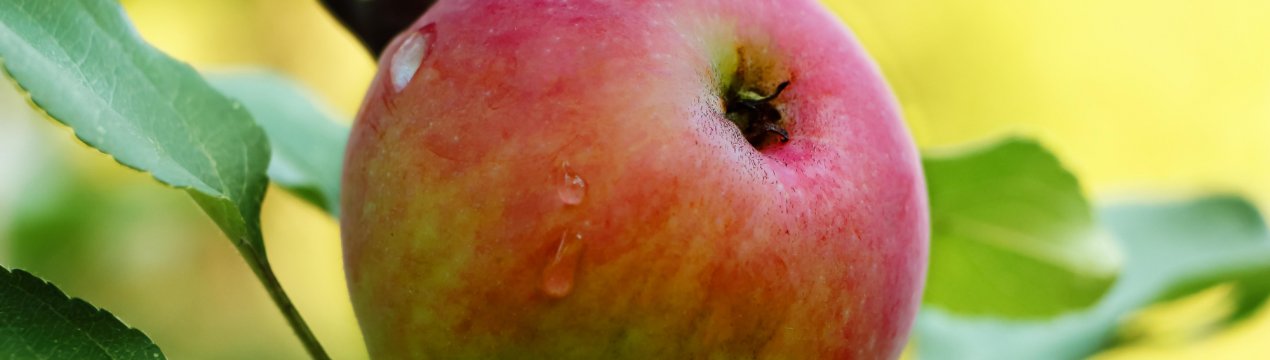 Сорт яблуні Мрія: ботанічний опис і характеристика сорту