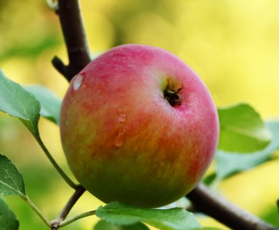Сорт яблуні Мрія: ботанічний опис і характеристика сорту