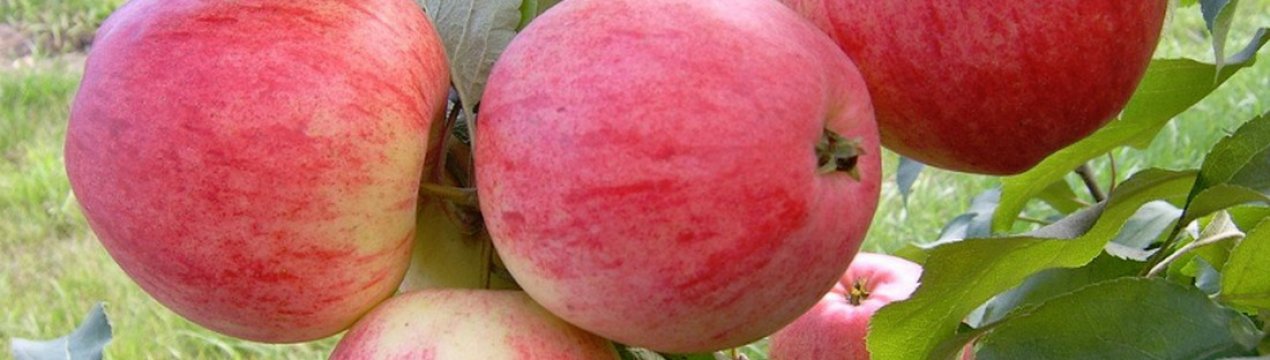 Сорт яблуні «Болотовское»: опис та особливості вирощування