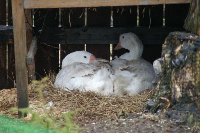 Холмогорський гуси