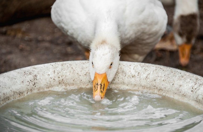 Холмогорський гуси