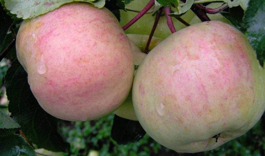 Яблуня Болотовское Яблуня Болотовское