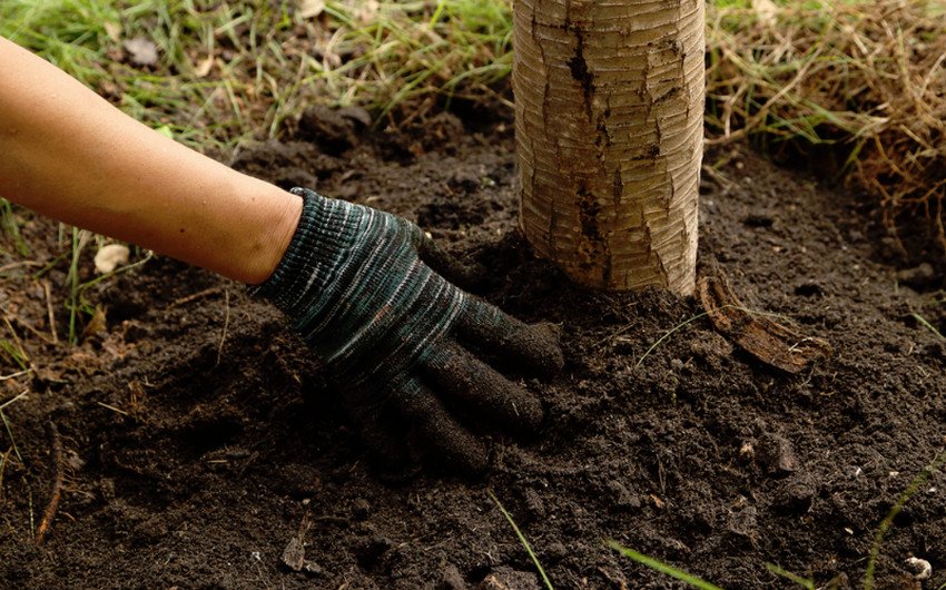 Розпушування і прополка грунту Розпушування і прополка грунту
