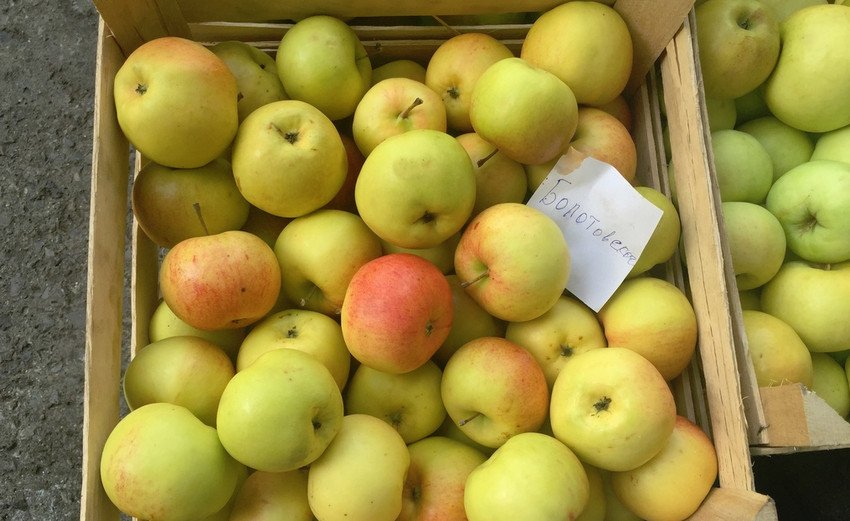 Яблуня Болотовское Яблуня Болотовское