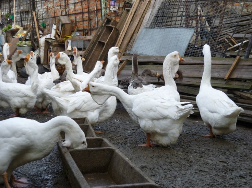 Холмогорський гуси