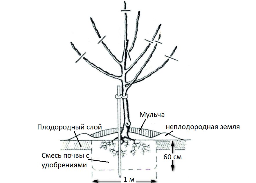 Схема яблони с описанием