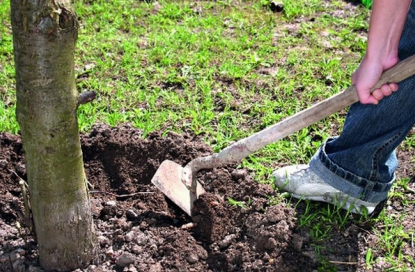 Розпушування грунту пристовбурового кола