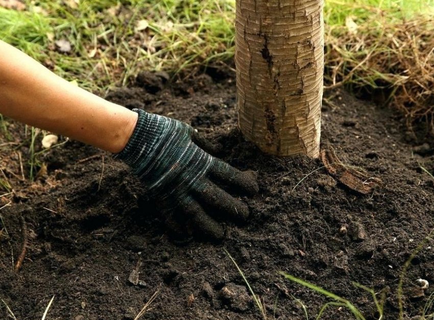 Удобрення яблуні