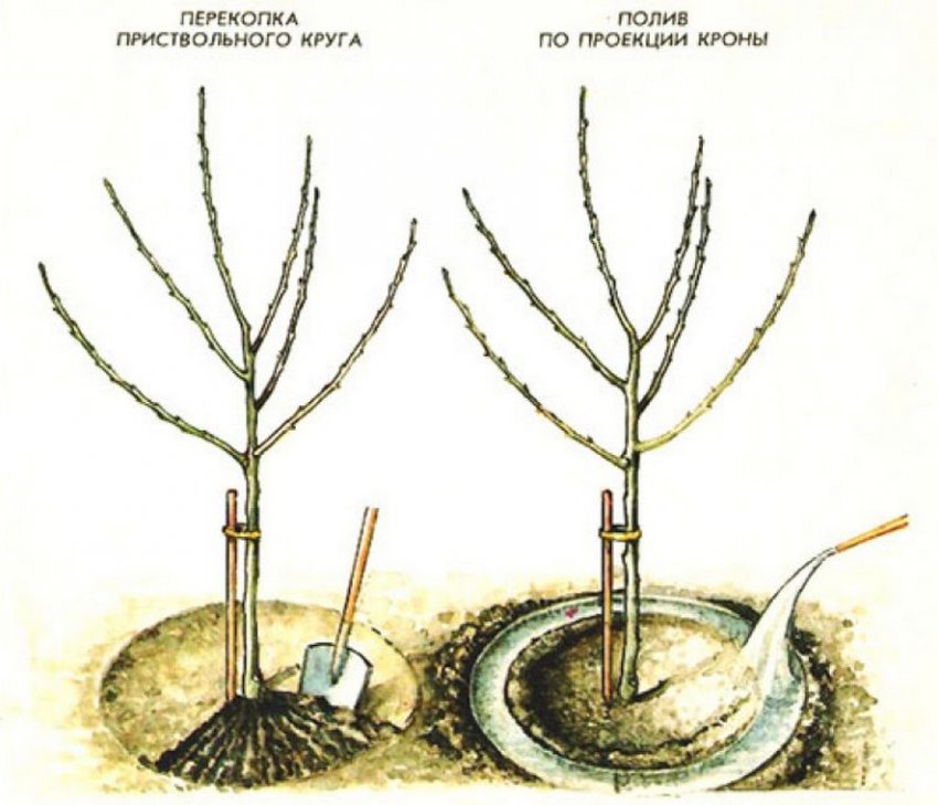Схема поливу яблуні