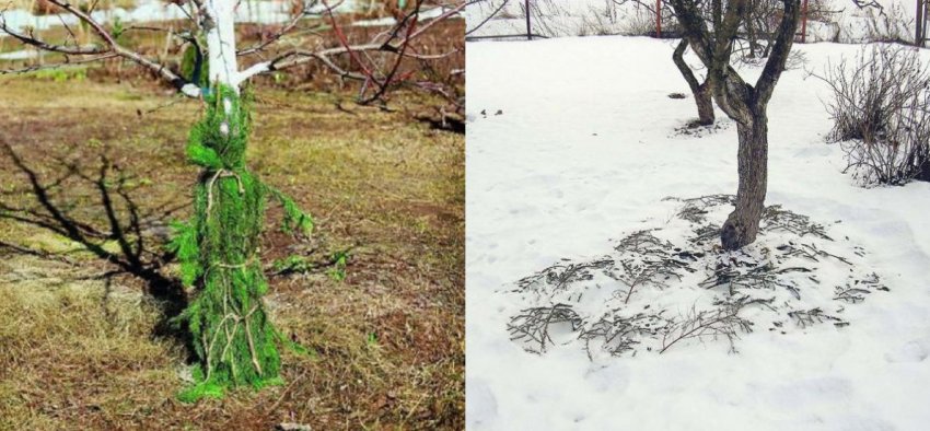 Підготовка яблуні до зими